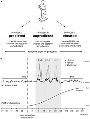 Stimulus Prediction and Postural Reaction: Phase-Specific Modulation of Soleus H-Reflexes Is Related to Changes in Joint Kinematics and Segmental Strategy in Perturbed Upright Stance